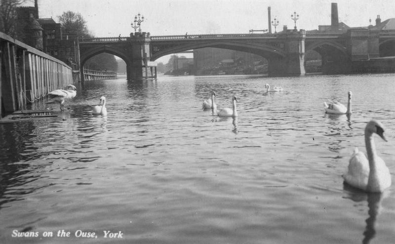 Swans swimming on the Ouse near Skeldergate Bridge, 1920s.