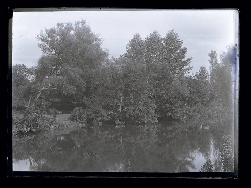 Unidentified woodland scene next to a river, c.1900