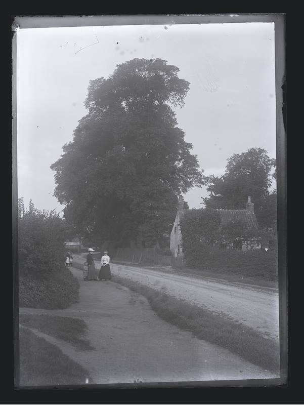 Woodland street scene with trees and women, c.1900