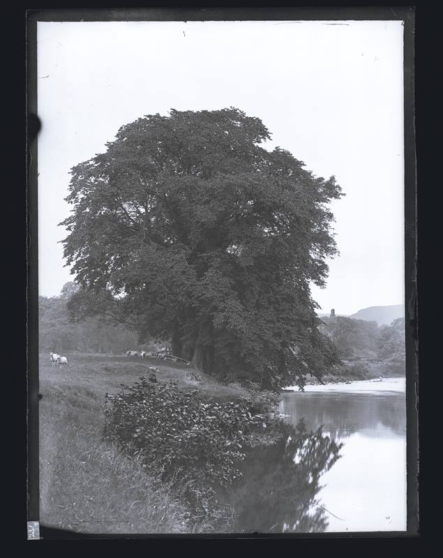 Tree on a river bank, c.1900