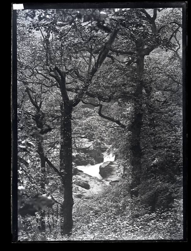 River running through a woodland, c.1900