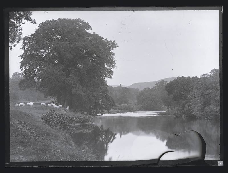 Tree on a river bank, c.1900
